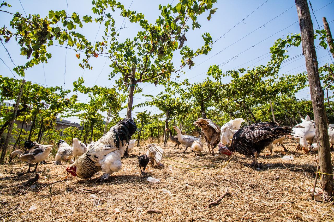 Il Gallo Con Gli Stivali Termoli Exteriör bild