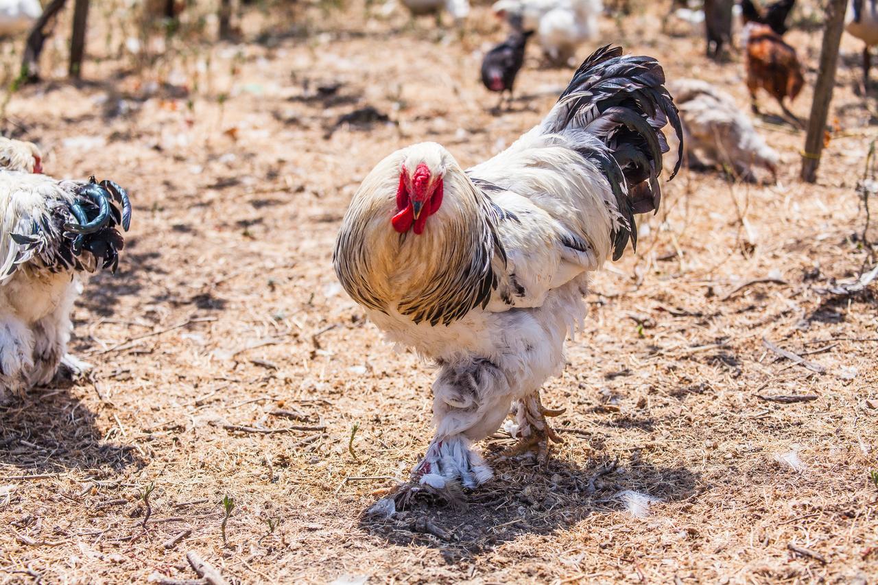 Il Gallo Con Gli Stivali Termoli Exteriör bild