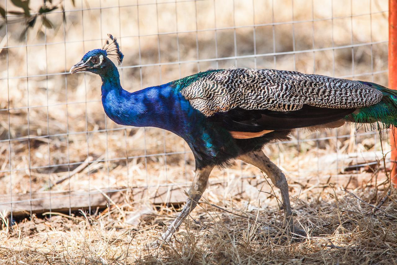 Il Gallo Con Gli Stivali Termoli Exteriör bild