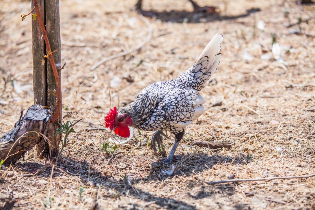 Il Gallo Con Gli Stivali Termoli Exteriör bild