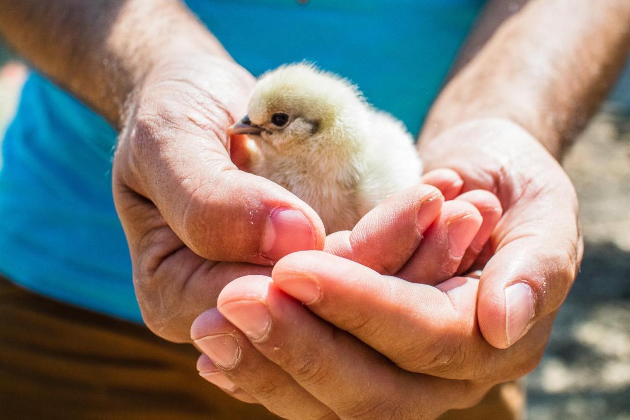 Il Gallo Con Gli Stivali Termoli Exteriör bild
