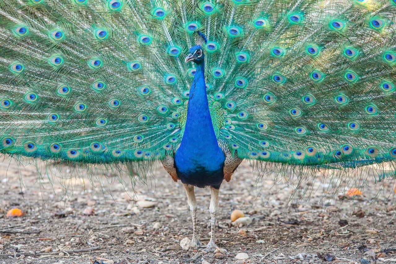 Il Gallo Con Gli Stivali Termoli Exteriör bild