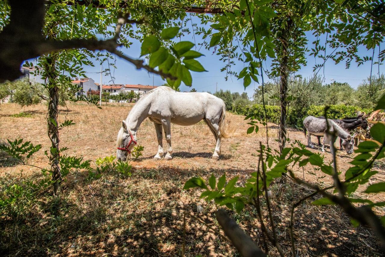 Il Gallo Con Gli Stivali Termoli Exteriör bild