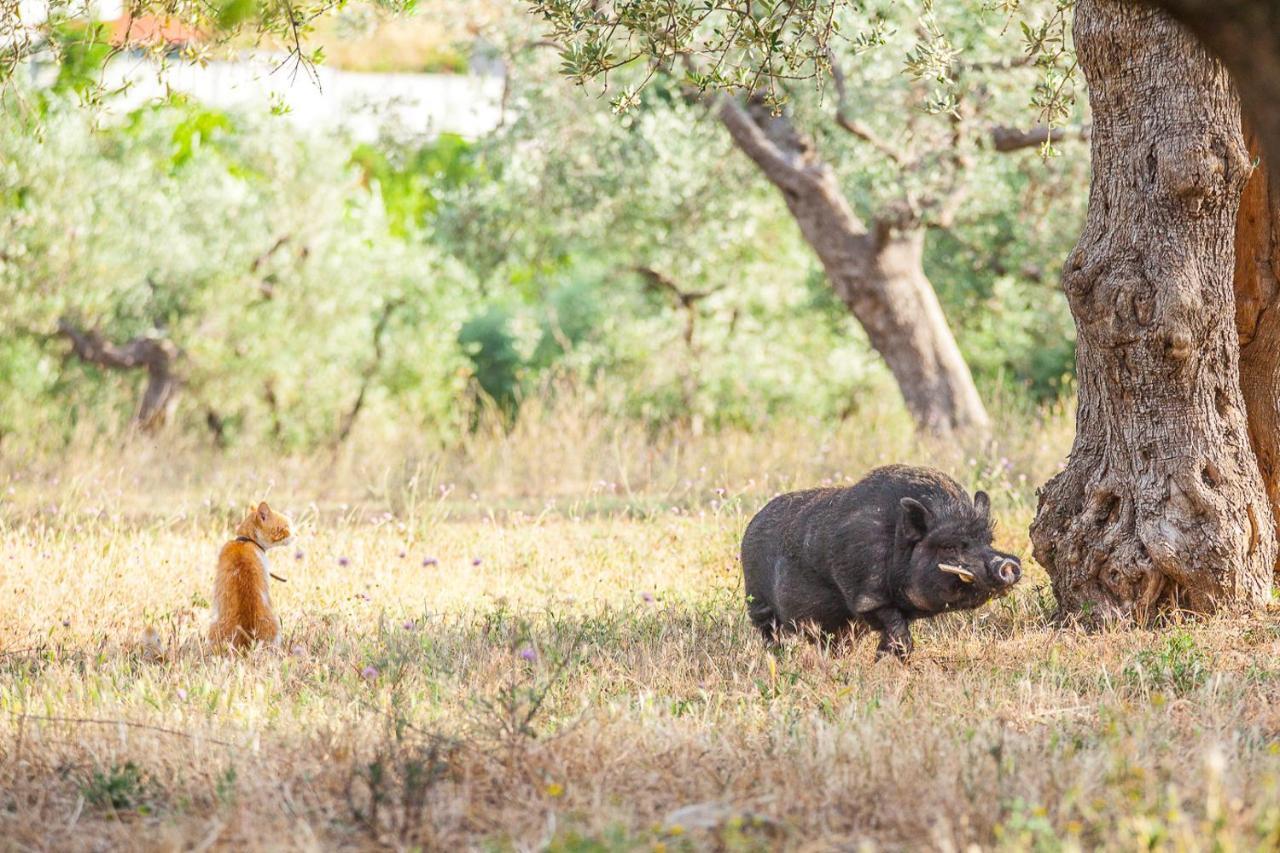 Il Gallo Con Gli Stivali Termoli Exteriör bild